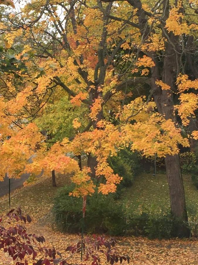 Oak Park Beauties - Tree Lined Streets - Walkable Apartment Luaran gambar